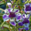 Angelonia angustifolia.png